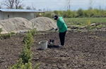 Волонтёры СКГМИ помогли в посадке деревьев